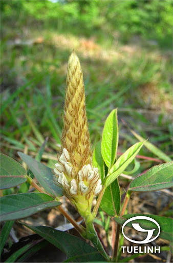 Cây Đuôi chồn Nam Bộ. Uraria cochinchinensis Schindler - Cây Thuốc Nam Quanh Ta